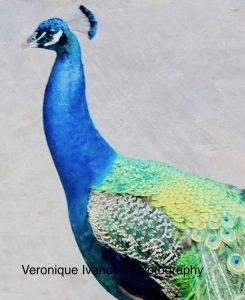 Paon:Peacock 2